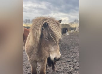 Icelandic Horse, Mare, 2 years, 13.2 hh