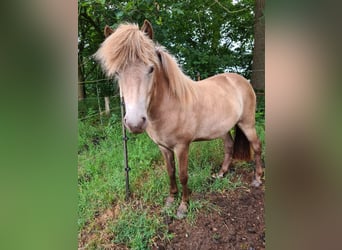 Icelandic Horse, Mare, 2 years, 13.2 hh