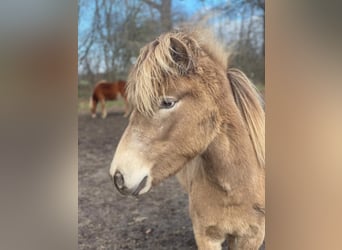 Icelandic Horse, Mare, 2 years, 13.2 hh
