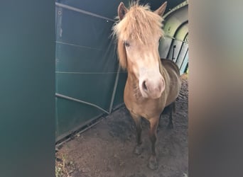 Icelandic Horse, Mare, 2 years, 13.2 hh