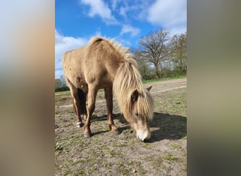 Icelandic Horse, Mare, 2 years, 13.2 hh