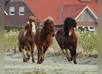 Icelandic Horse, Mare, 2 years, 13,2 hh, Pearl