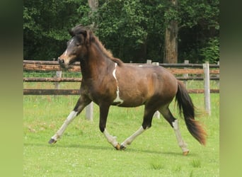 Icelandic Horse, Mare, 2 years, 13.2 hh, Pinto