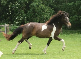 Icelandic Horse, Mare, 2 years, 13.2 hh, Pinto