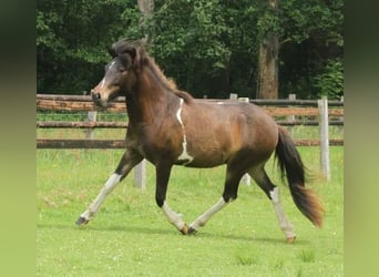 Icelandic Horse, Mare, 2 years, 13.2 hh, Pinto