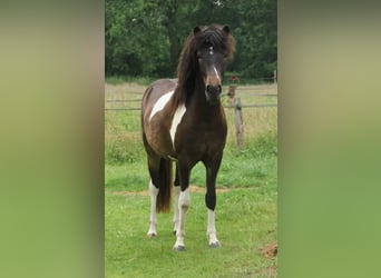 Icelandic Horse, Mare, 2 years, 13.2 hh, Pinto