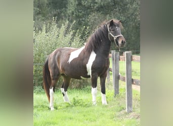 Icelandic Horse, Mare, 2 years, 13.2 hh, Pinto