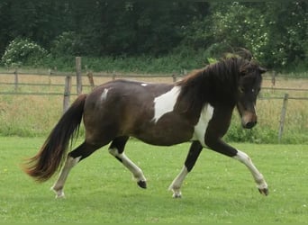Icelandic Horse, Mare, 2 years, 13.2 hh, Pinto