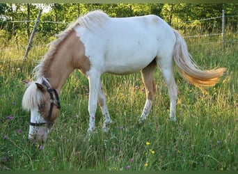 Icelandic Horse, Mare, 2 years, 13.2 hh, Pinto Icelandic Horse, Mare, 2 years, 13.2 hh, Pinto