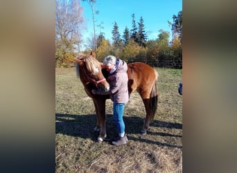 Icelandic Horse, Mare, 2 years, 13,3 hh, Chestnut-Red