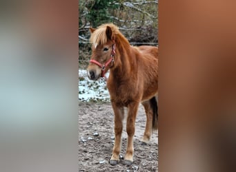 Icelandic Horse, Mare, 2 years, 13,3 hh, Chestnut-Red