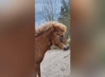 Icelandic Horse, Mare, 2 years, 13.3 hh, Chestnut-Red