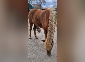 Icelandic Horse, Mare, 2 years, 13.3 hh, Chestnut-Red