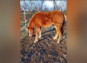 Icelandic Horse, Mare, 2 years, 13.3 hh, Chestnut-Red