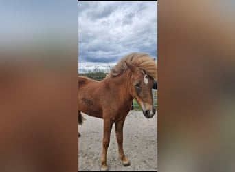 Icelandic Horse, Mare, 2 years, 13.3 hh, Chestnut-Red