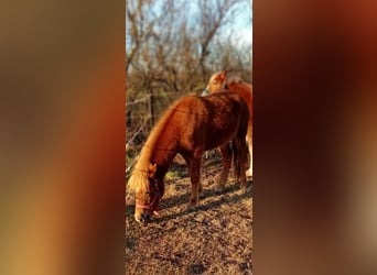 Icelandic Horse, Mare, 2 years, 13.3 hh, Chestnut-Red