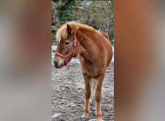 Icelandic Horse, Mare, 2 years, 13.3 hh, Chestnut-Red