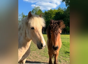 Icelandic Horse, Mare, 2 years, 13,1 hh, Cremello