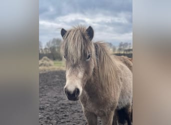 Icelandic Horse, Mare, 2 years, 13,2 hh