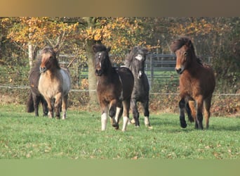 Icelandic Horse, Mare, 2 years, 13,2 hh, Pinto