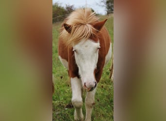 Icelandic Horse, Mare, 2 years, 13,2 hh, White