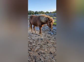 Icelandic Horse, Mare, 2 years, 13,3 hh, Chestnut-Red