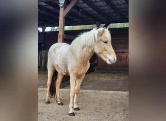 Icelandic Horse, Mare, 2 years, 14.1 hh, Palomino