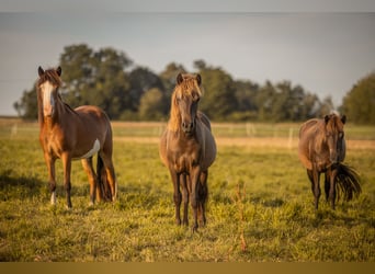 Icelandic Horse, Mare, 2 years, Black