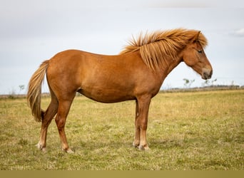 Icelandic Horse, Mare, 2 years, Chestnut