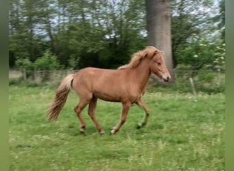 Icelandic Horse, Mare, 2 years, Chestnut-Red