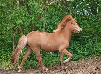 Icelandic Horse, Mare, 2 years, Chestnut-Red