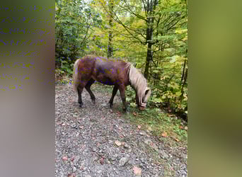 Icelandic Horse Mix, Mare, 2 years, Chestnut-Red