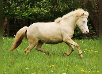 Icelandic Horse, Mare, 2 years, Cremello