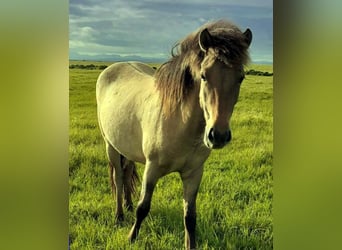 Icelandic Horse, Mare, 2 years, Dun