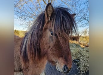 Icelandic Horse, Mare, 2 years, Dun