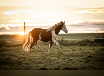 Icelandic Horse, Mare, 2 years, Pinto