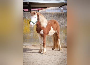 Icelandic Horse, Mare, 2 years, Pinto
