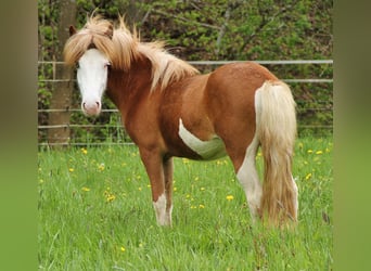 Icelandic Horse, Mare, 2 years, White