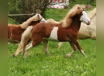 Icelandic Horse, Mare, 2 years, White