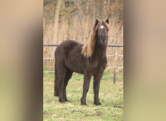 Icelandic Horse, Mare, 3 years, 13.1 hh, Black