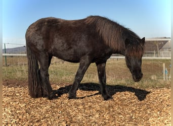 Icelandic Horse, Mare, 3 years, 13,1 hh, Black