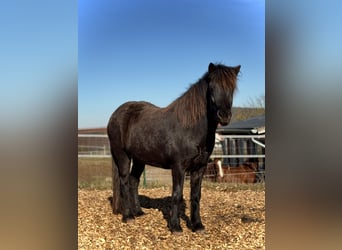 Icelandic Horse, Mare, 3 years, 13,1 hh, Black