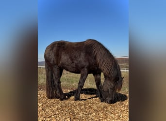 Icelandic Horse, Mare, 3 years, 13,1 hh, Black