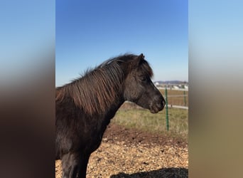 Icelandic Horse, Mare, 3 years, 13,1 hh, Black