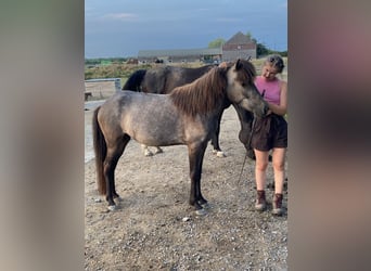 Icelandic Horse, Mare, 3 years, 13.1 hh, Gray-Red-Tan