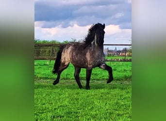 Icelandic Horse, Mare, 3 years, 13,1 hh, Roan-Bay