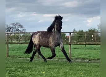 Icelandic Horse, Mare, 3 years, 13,1 hh, Roan-Bay