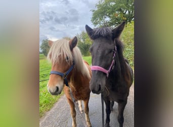 Icelandic Horse, Mare, 3 years, 13,2 hh, Black