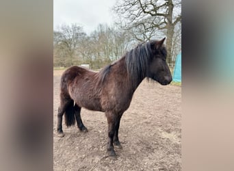 Icelandic Horse, Mare, 3 years, 13,2 hh, Black