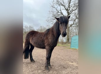 Icelandic Horse, Mare, 3 years, 13,2 hh, Black